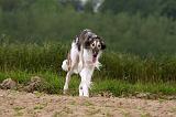 BARZOI 138